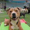 kenosha dog daycare, doggie daycare in kenosha, puppy daycare in kenosha