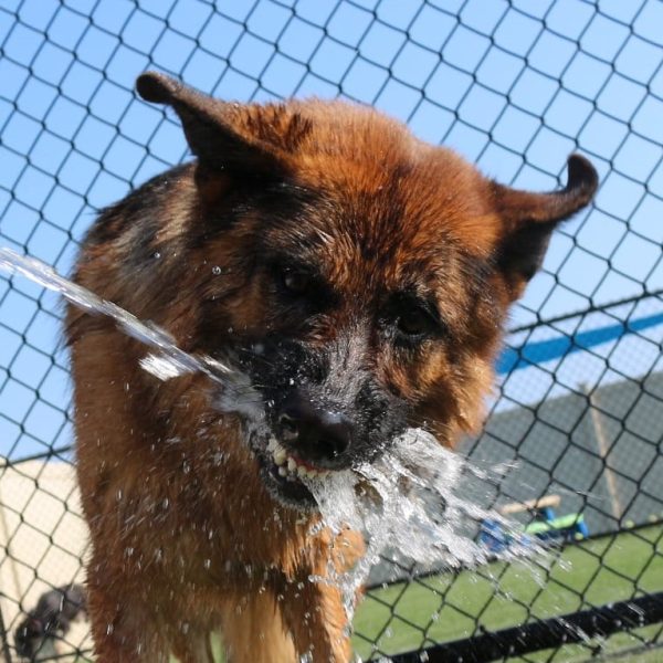 dog salon in kenosha, dog salon in pleasant prairie, dog bath in kenosha